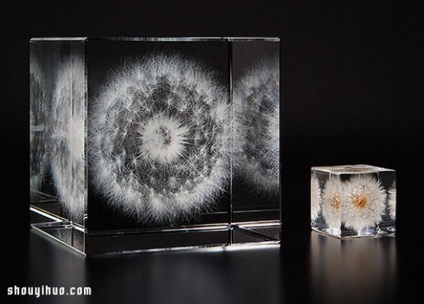 Exhibition of Herbarium Works in Kyoto to Heal the Universe in Cubes