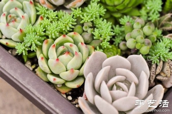 Beautiful and fresh succulent plant arrangement