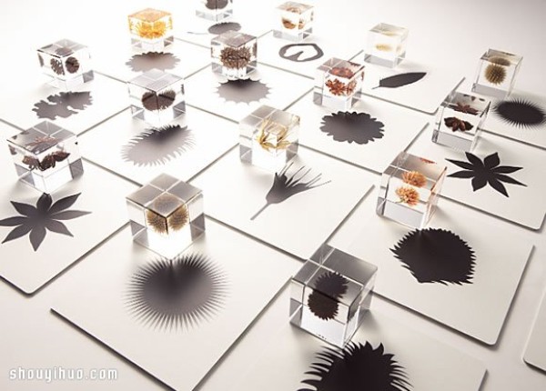 Exhibition of Herbarium Works in Kyoto to Heal the Universe in Cubes