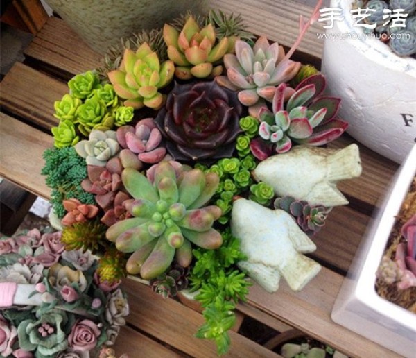 DIY beautiful succulent platter of common succulents