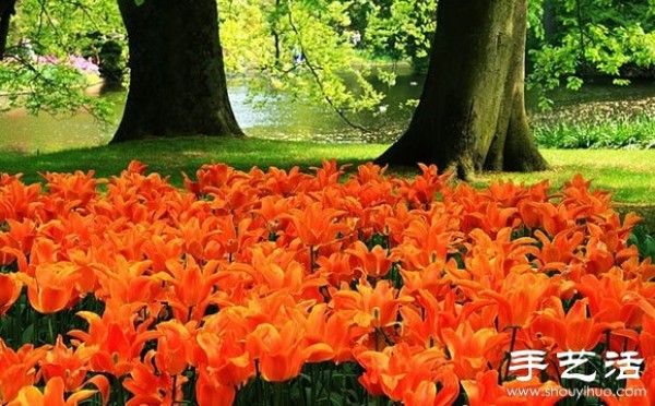 The most beautiful garden in spring - Keukenhof Park