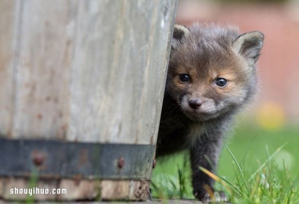 The cross-race family relationship between the fox baby and the sheepdog mother!