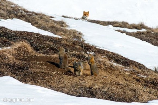 Photo of a fox taken by a mining engineer while working in the Arctic Circle