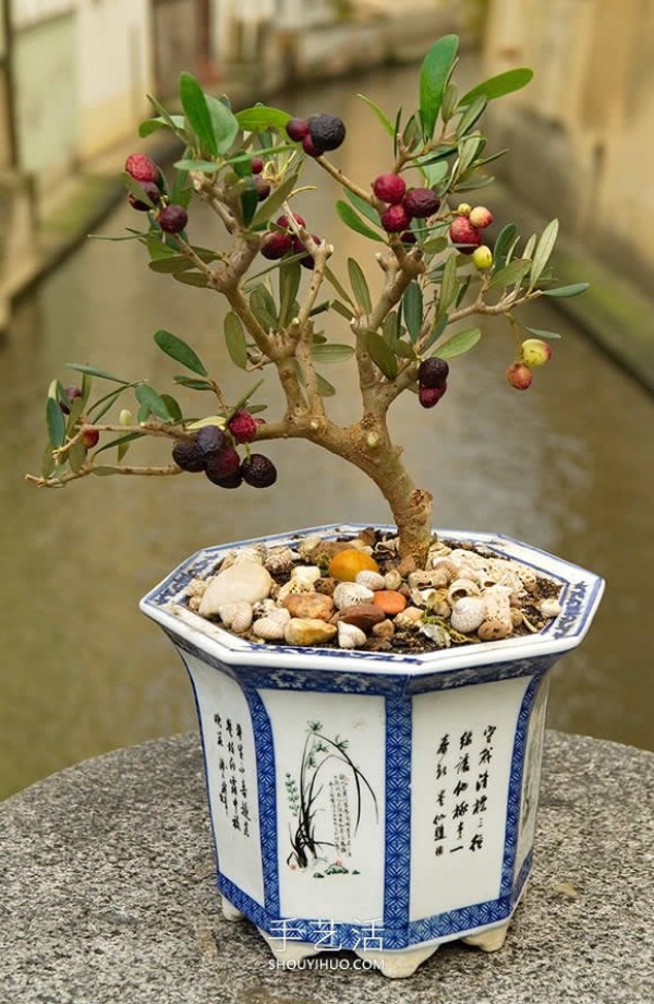 Mini bonsai tree DIY! Full-size apples and other fruits can be grown