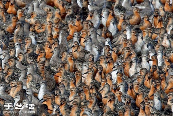 Counting poop is a beautiful photo of a large gathering of creatures you have never seen