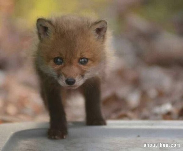 Cute photos of a fox baby that vindicates its treacherous image! 