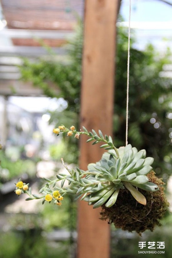 How to hang succulents and grow them without flower pots! 