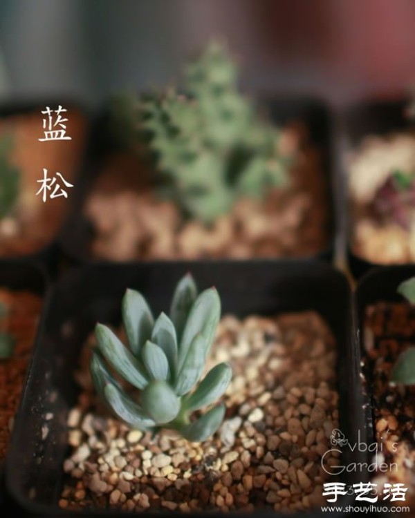 Introduction to cute and fleshy beautiful succulents