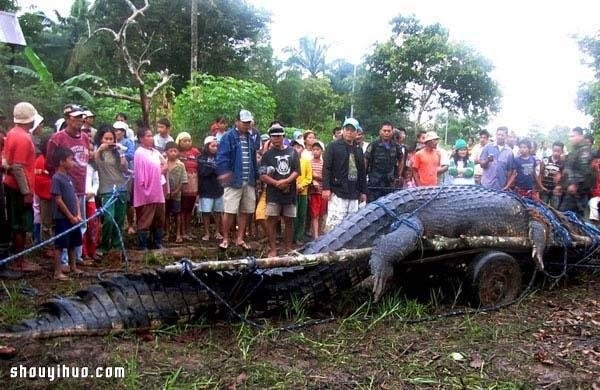 The 21 largest animals in the world record are so big that its scary! 