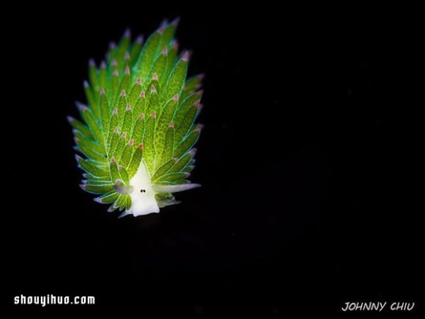 The cutest creature! Algae nudibranch that looks like a little sheep