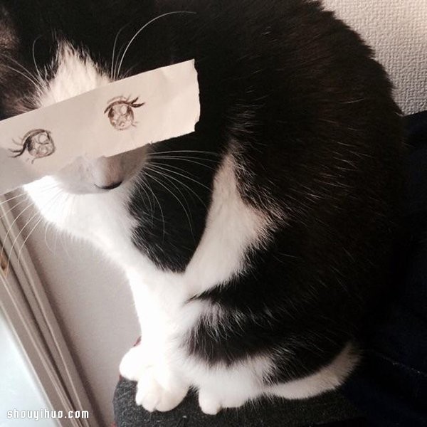 Japanese cat slaves hand-painted funny eyes DIY super spoof cat cute photos