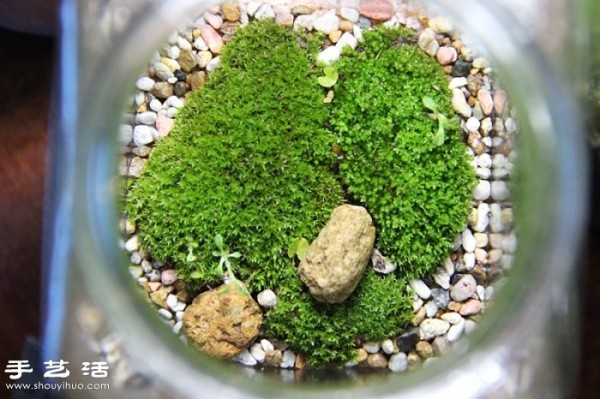 DIY cute moss landscaping, homemade beautiful moss micro-landscape