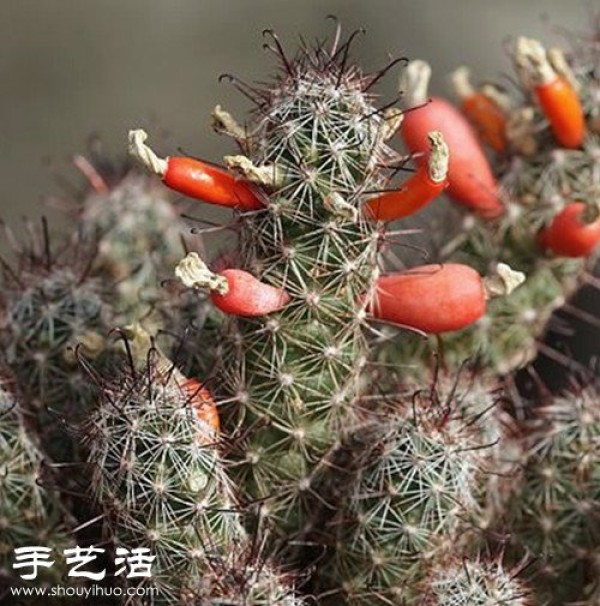 Beautiful Cactus Flower