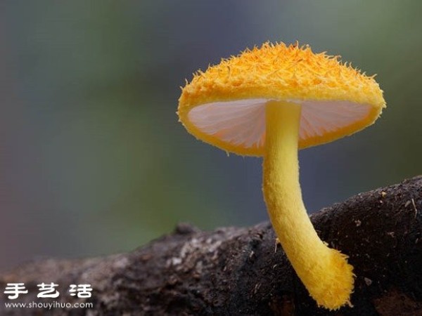 Incredible beauty: Appreciation of beautiful photography of fungi