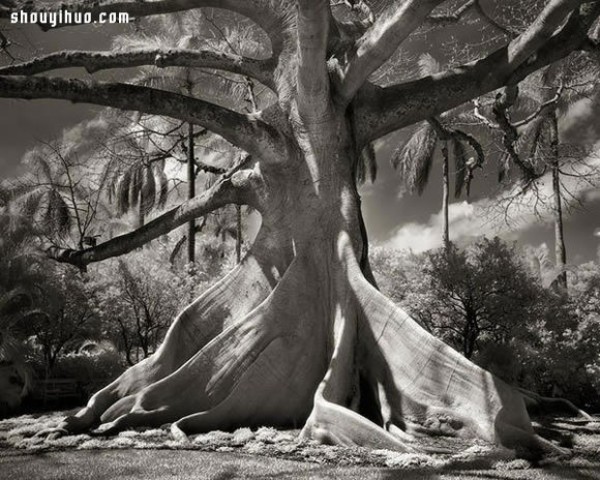 It took fourteen years to search for the oldest tree in the world