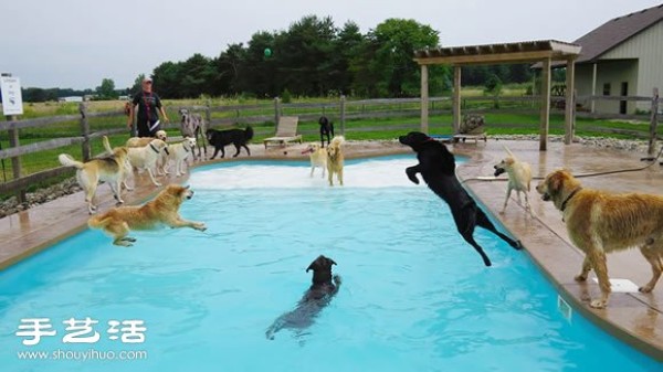 Happy pool party for dogs to have fun!