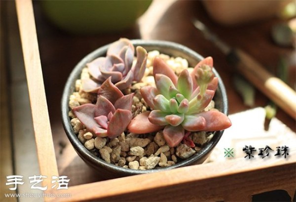 Why do succulents turn red and discolored? 