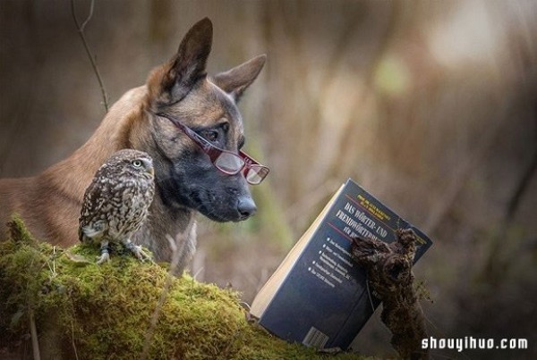 Real fairy tale ~ The pure love friendship between the little owl and the big dog