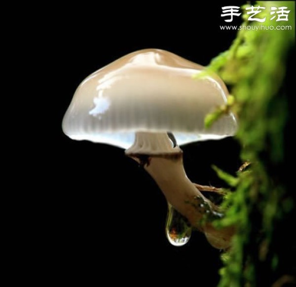 Beautiful and dreamy mushrooms, it turns out that mushrooms can also be viewed