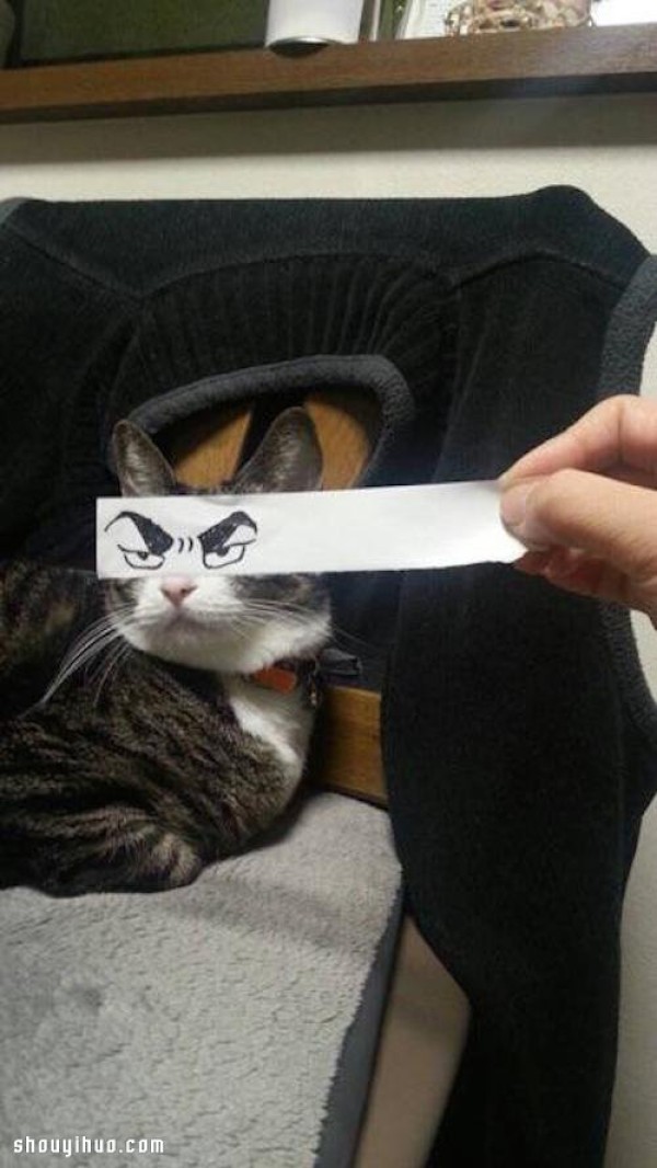 Japanese cat slaves hand-painted funny eyes DIY super spoof cat cute photos