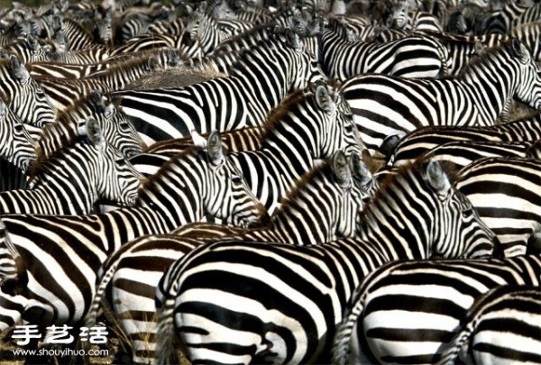 Counting poop is a beautiful photo of a large gathering of creatures you have never seen