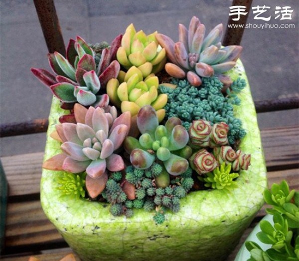 DIY beautiful succulent platter of common succulents