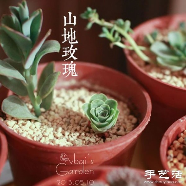 Introduction to cute and fleshy beautiful succulents