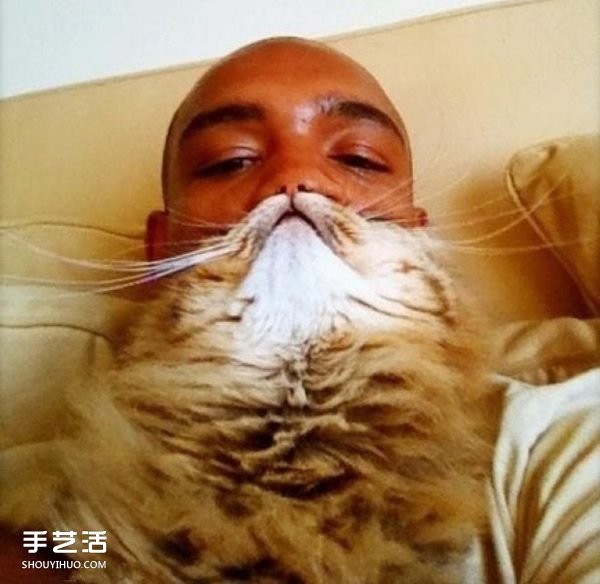 Funny selfie photos using pet cats to create cute beards