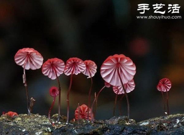 Beautiful and dreamy mushrooms, it turns out that mushrooms can also be viewed