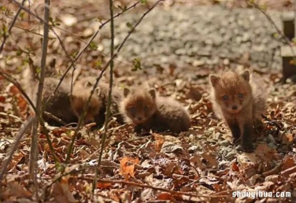 Cute photos of a fox baby that vindicates its treacherous image! 