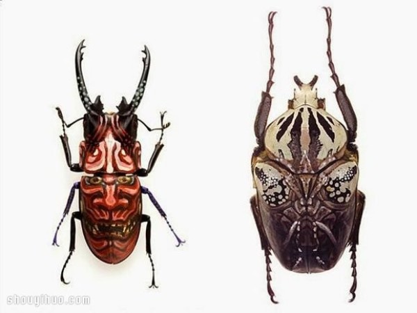 Scary but beautiful! Face mask painting on insect specimen