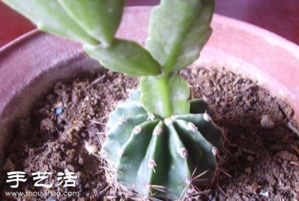 How to graft prickly pear cactus grafting steps