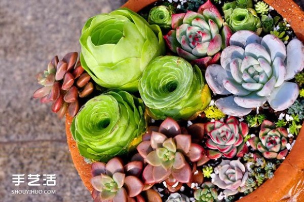 Introduction to succulents! A must-learn method for raising succulents for beginners