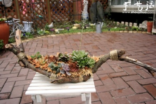 Tutorial on DIY potted succulent plants with old grape roots