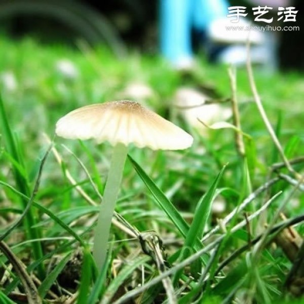 Beautiful and dreamy mushrooms, it turns out that mushrooms can also be viewed