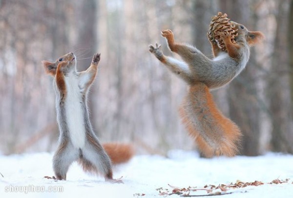 Heart melts with the snow! Cute snow squirrel photography