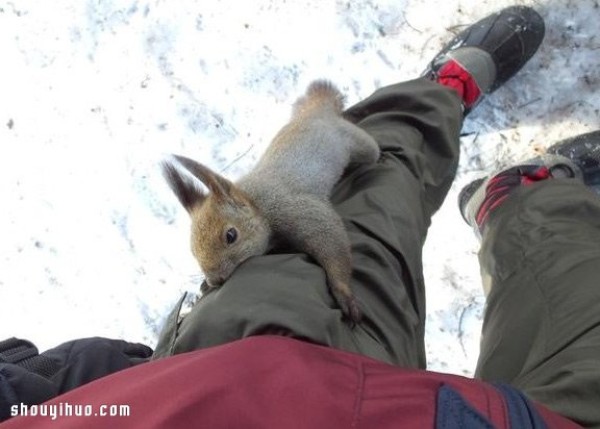 How would a squirrel react if I put some walnuts in my pocket and go hiking? 