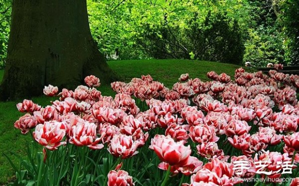 The most beautiful garden in spring - Keukenhof Park