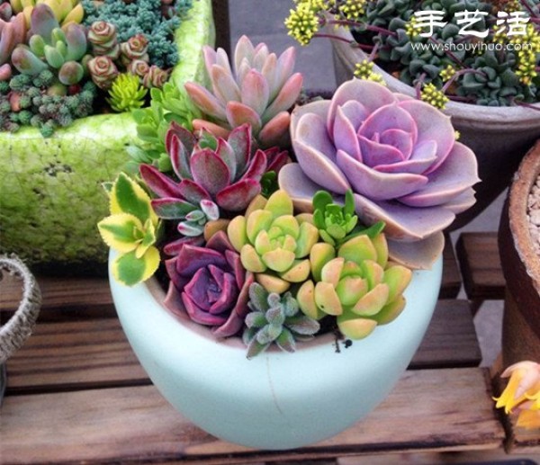 DIY beautiful succulent platter of common succulents