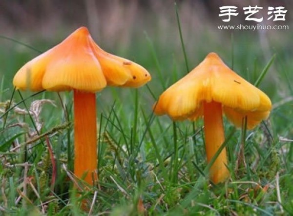 Beautiful and dreamy mushrooms, it turns out that mushrooms can also be viewed