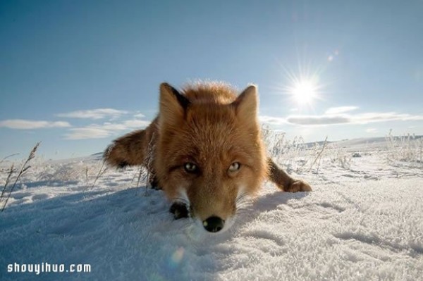 Photo of a fox taken by a mining engineer while working in the Arctic Circle