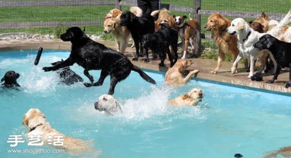 Happy pool party for dogs to have fun!