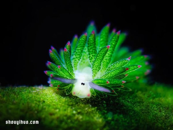 The cutest creature! Algae nudibranch that looks like a little sheep