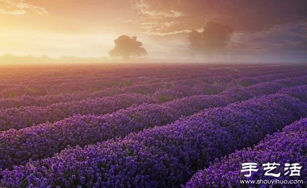 Lavender Family Farm in Somerset, UK