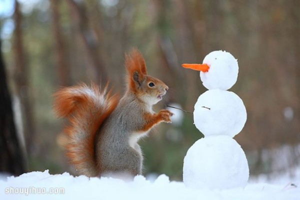 Heart melts with the snow! Cute snow squirrel photography