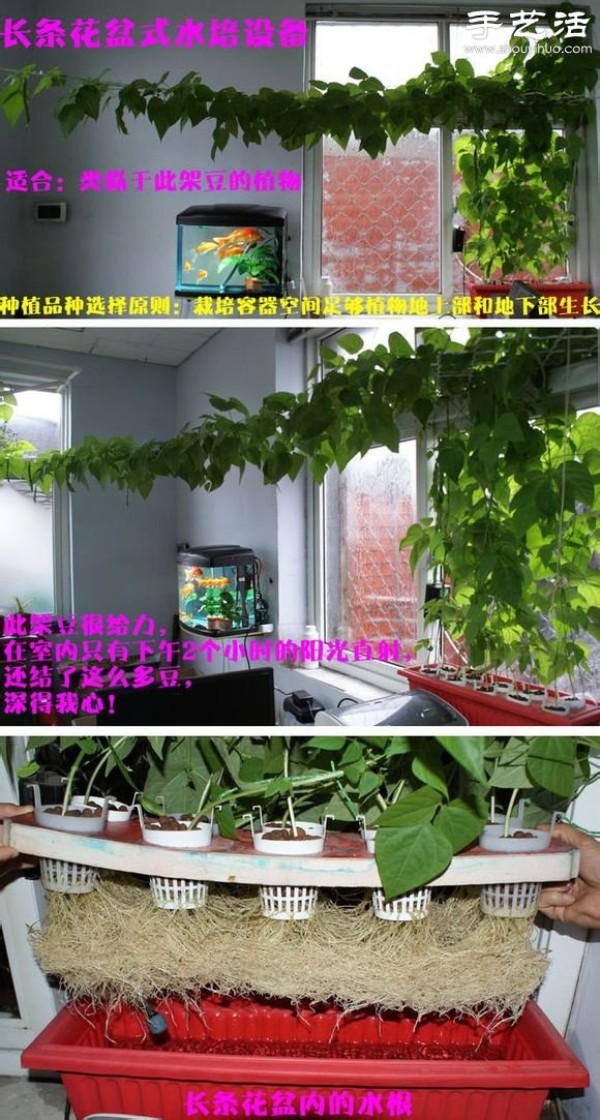 Super detailed hydroponic vegetable growing tutorial, you can grow vegetables conveniently at home! 