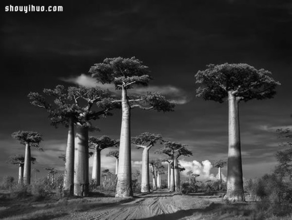 It took fourteen years to search for the oldest tree in the world