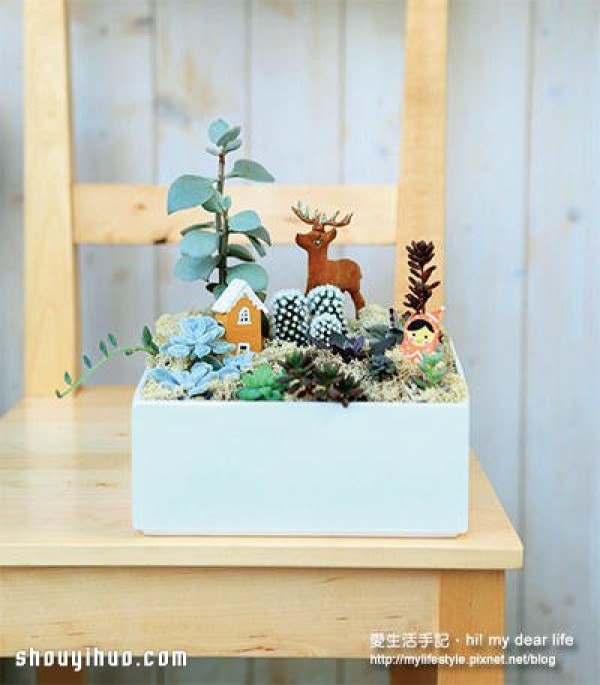 What is suitable for planting in winter? A combination of succulents that are more beautiful the colder it is