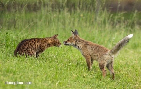 The cross-race family relationship between the fox baby and the sheepdog mother!