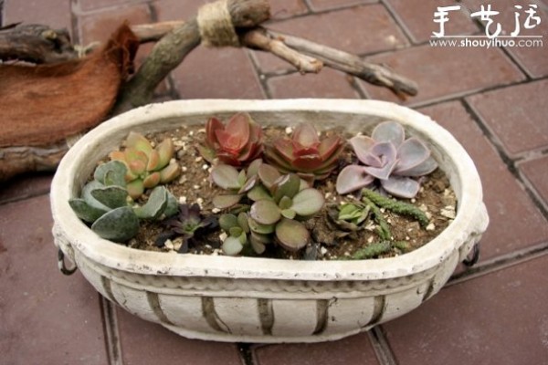 Tutorial on DIY potted succulent plants with old grape roots